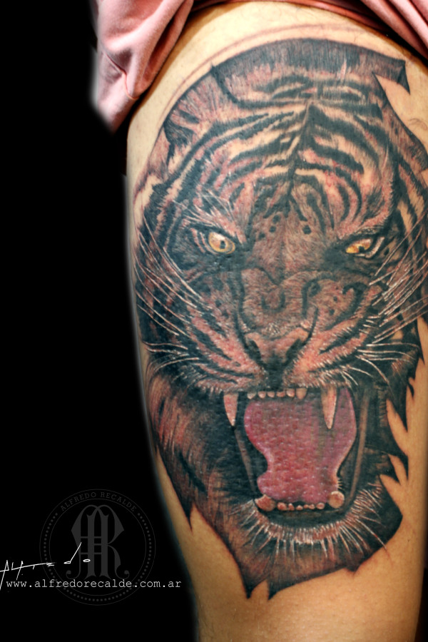 tigre formosa